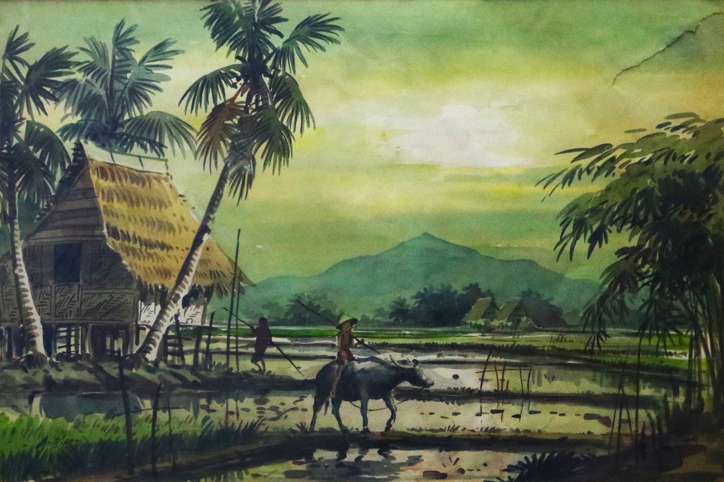A.B. Ibrahim : Paddy Field